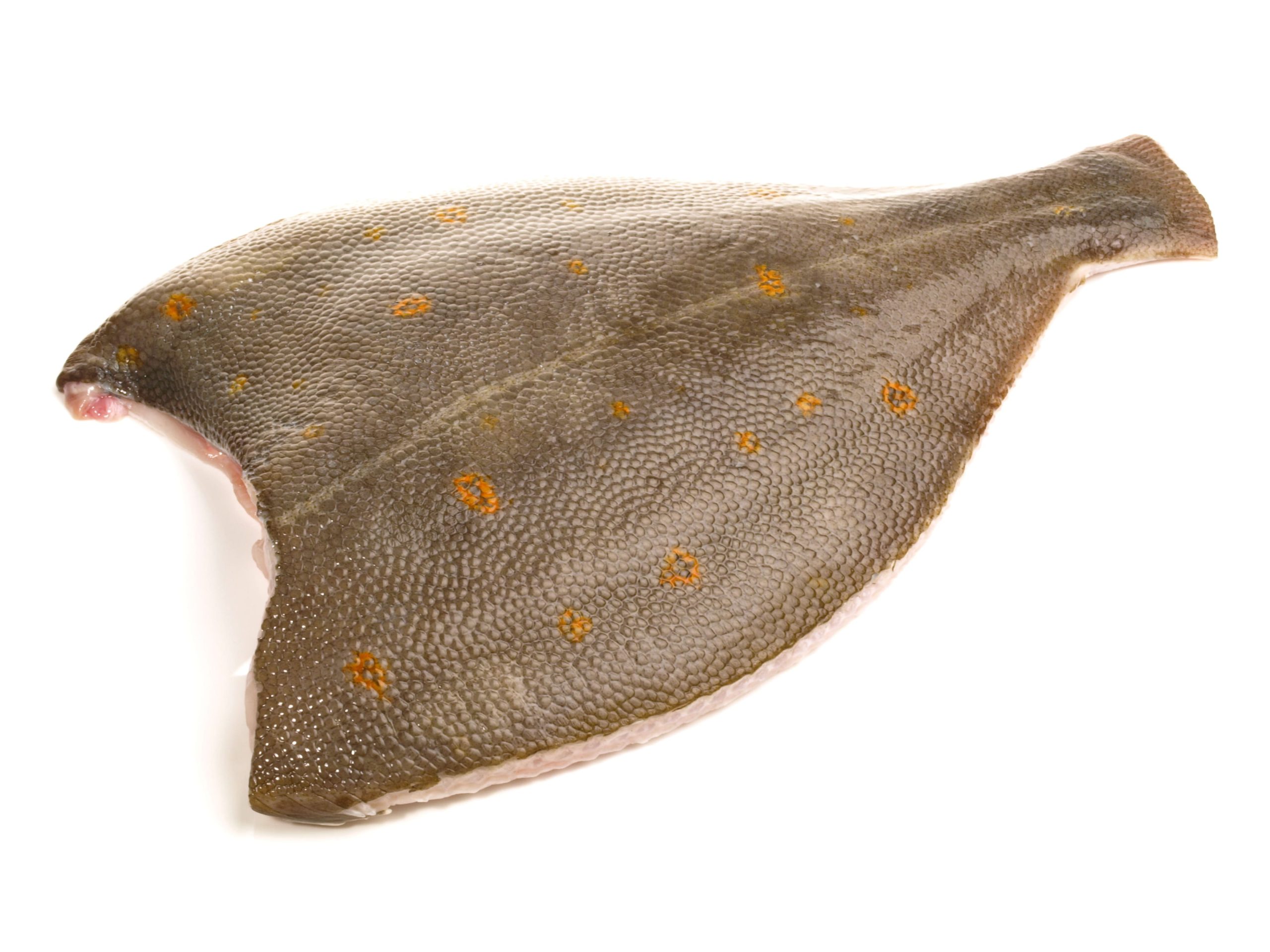 Rödspätta med skinn - 149 kr/kg - Bild 2